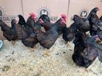 Jonge tamme Barnevelder krielkippen Gesekst en Ingeënt, Dieren en Toebehoren, Meerdere dieren, Kip