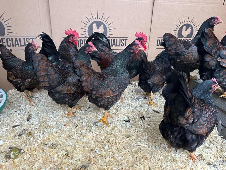 Jonge tamme Barnevelder krielkippen Gesekst en Ingeënt, Dieren en Toebehoren, Pluimvee, Kip, Meerdere dieren