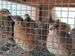 Japanse kwartel hanen (LOT= 30 stuks), Dieren en Toebehoren, Pluimvee