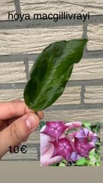 Hoya macgillivrayi, Huis en Inrichting, Kamerplanten, Ophalen of Verzenden