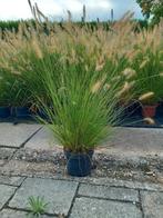 Lampenpoetsersgras, Jardin & Terrasse, Enlèvement, Automne, Plante fixe, Graminées ornementales