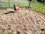Dwerg geitjes, Dieren en Toebehoren, Schapen, Geiten en Varkens
