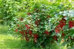 RODE TROSBESSEN Struiken in POT 4€/stuk, ACTIE 5 VOOR 18€, Ophalen of Verzenden, Lente, Vaste plant, Fruitplanten