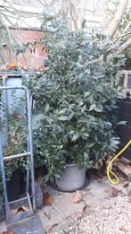 KEUKENLAURIER,laurus mobilis, Tuin en Terras, Ophalen, Volle zon, Vaste plant, Kruiden