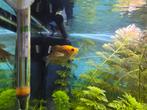 Honing Goerami, Dieren en Toebehoren, Vissen | Aquariumvissen, Vis, Zoetwatervis
