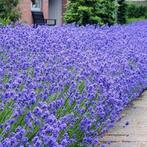Lavendel Hidcote, Tuin en Terras, Planten | Tuinplanten, Ophalen of Verzenden, Vaste plant