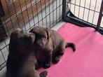 labrador pups, Dieren en Toebehoren, Honden | Retrievers, Spaniëls en Waterhonden, België, Particulier, Reu, CDV (hondenziekte)