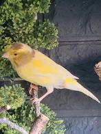 Spaanse timbrados,  trio of koppel, man goed op zang, Dieren en Toebehoren, Vogels | Kanaries