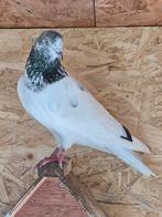 Pakistaanse Hoogvlieger, Dieren en Toebehoren, Vogels | Duiven, Postduif