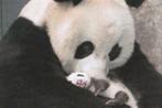 REUZENPANDA  MET  BABY, Collections, Cartes postales | Animaux, Envoi, Non affranchie, Animal sauvage