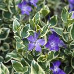 Vinca major variegata, Enlèvement, Plante fixe