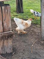 Brahma lemon pyle haan, Dieren en Toebehoren, Mannelijk, Kip