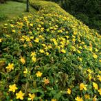 Hypericum Calycinum, Ophalen