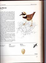 Het grote vogelboek in kleur, Enlèvement, Oiseaux