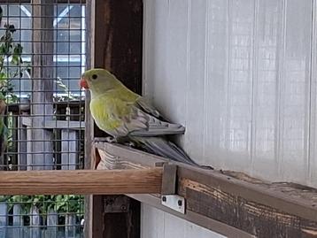 parkieten en papegaaien beschikbaar voor biedingen