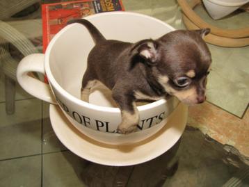 chihuahua pups t.cup & mini raszuiver zeer mooie ! kleintjes, Parvovirose, 8 à 15 semaines, Plusieurs, Éleveur | Loisir