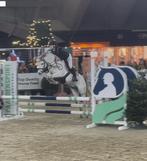 Uitzonderlijke sport C-pony, Animaux & Accessoires, Poneys