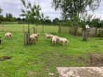 Schapen, Schaap, Meerdere dieren, 0 tot 2 jaar