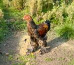 Brahma goudpatrijs haan, Dieren en Toebehoren, Pluimvee, Mannelijk, Kip