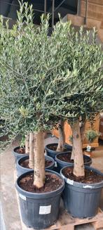 Olijfboom Olea Europaea  - Nieuwe aanvoer, Tuin en Terras, Ophalen, Olijfboom