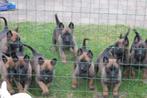mechelse herder pups, België, Particulier, CDV (hondenziekte), 8 tot 15 weken