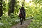 Allround stamboek merrie, Dieren en Toebehoren, Paarden, Merrie, Met stamboom