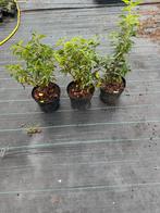 Prunus lusitanica, Tuin en Terras, Planten | Struiken en Hagen, Ophalen