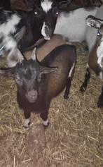 Boucs  nain, Dieren en Toebehoren