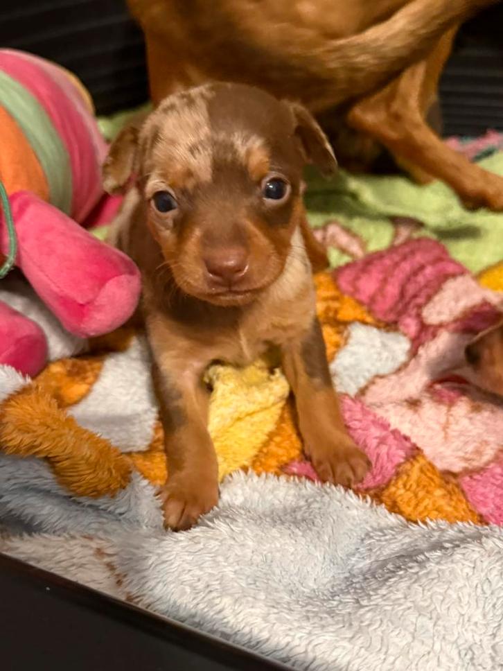 Dwergpinscher harlekijn reu, Dieren en Toebehoren, Honden | Chihuahua's en Gezelschapshonden, Reu, Overige rassen, Fokker | Professioneel
