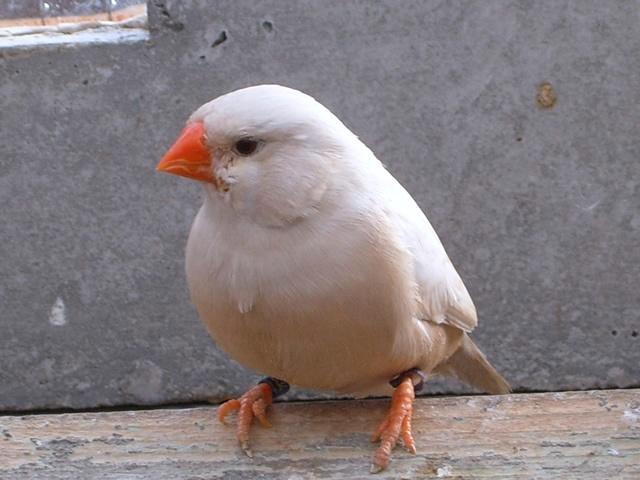 Laatste forse koppel zebravinken isabel en -verervend, Animaux & Accessoires, Oiseaux | Oiseaux Autre, Bagué