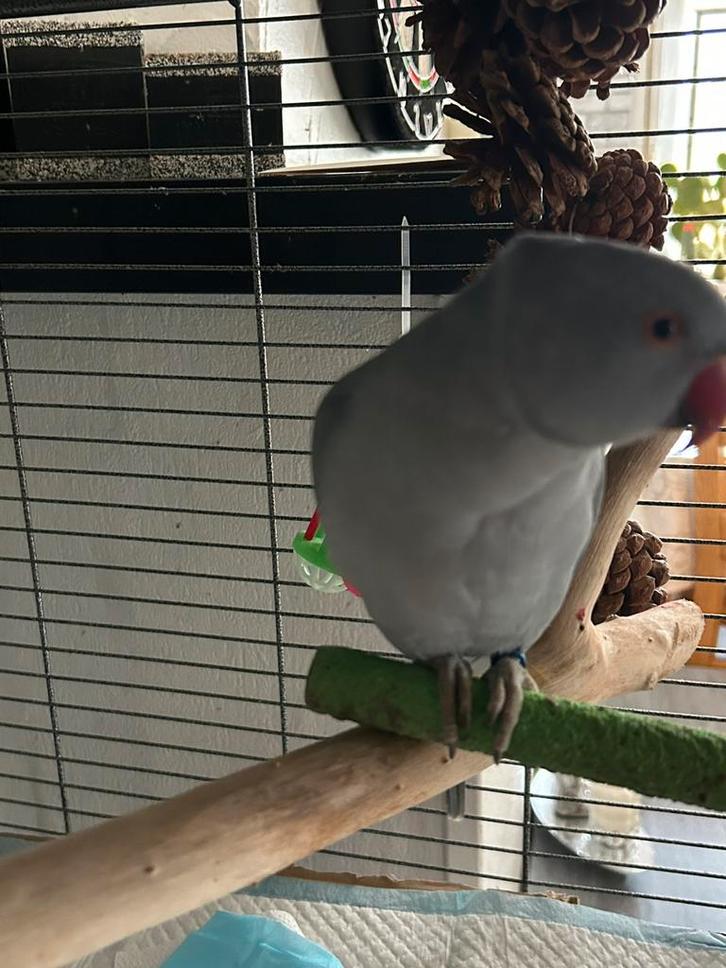 handtame halsbandparkieten, Dieren en Toebehoren, Vogels | Parkieten en Papegaaien, Tam
