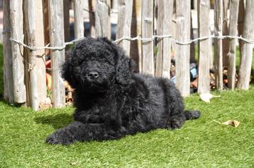 Zwarte/gemeleerde Medium Labradoodle pups met stamboom beschikbaar voor biedingen