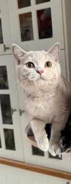 Brits korthaar lilac tortie ( latent), Dieren en Toebehoren, Meerdere dieren, Gechipt, 0 tot 2 jaar