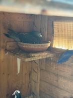 Koppel op eieren jonge duiven te reserveren, Dieren en Toebehoren