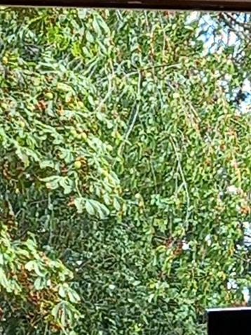 Bomen struiken planten enz snoeien hakselen beschikbaar voor biedingen