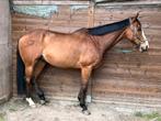 Recreatie paard te koop, Dieren en Toebehoren, Paarden, Ruin