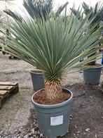 Yucca Rostrata, Ophalen