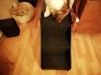 Te koop hondentrap voor kleine hondjes, Dieren en Toebehoren, Honden-accessoires, Ophalen