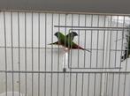 Indische Nonpareils, Meerdere dieren, Tropenvogel, Geringd