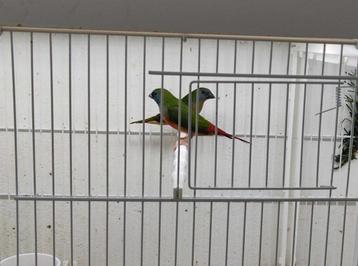 Indische Nonpareils, Dieren en Toebehoren, Vogels | Overige Vogels, Meerdere dieren, Tropenvogel, Geringd