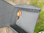 Cavia's zeugjes, Dieren en Toebehoren, Knaagdieren, September, Cavia