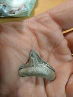 Haaientand c chubetiensis, Verzamelen, Mineralen en Fossielen, Ophalen of Verzenden