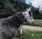 Jument pur-sang arabe 4 ans, Animaux & Accessoires, Moins de 160 cm, Non dressé, Cheval de récréation, Jument