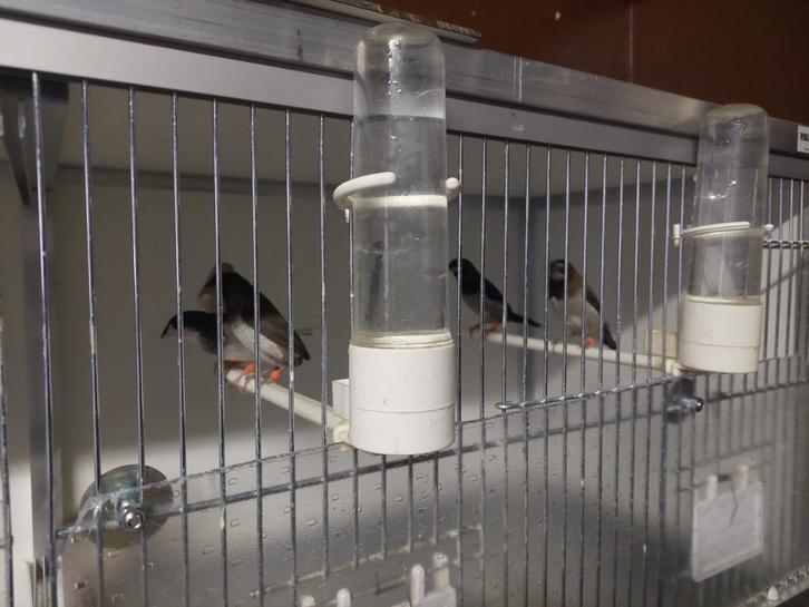 meeuwtje, Dieren en Toebehoren, Vogels | Overige Vogels, Tropenvogel, Geslacht onbekend