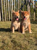 Shiba inu pups te koop, Dieren en Toebehoren, Honden | Poolhonden, Keeshonden en Oertypen, CDV (hondenziekte), België, Particulier