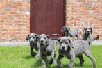 duitse dog pups blauw, zwart en harlekijn, Dieren en Toebehoren, België, Overige rassen, CDV (hondenziekte), 8 tot 15 weken
