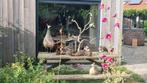 Jeunes paons 3 mois, Dieren en Toebehoren, Vogels | Overige Vogels