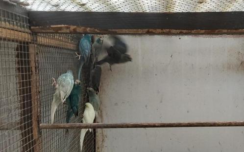 Kakariki 25, Dieren en Toebehoren, Vogels | Parkieten en Papegaaien, Parkiet, Geringd