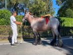 Yearling de trait à vendre, 175 cm ou plus, Avec pedigree, Ne s'applique pas, 0 à 2 ans