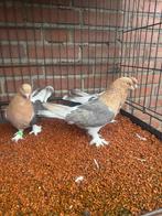 Super platin, Animaux & Accessoires, Oiseaux | Pigeons